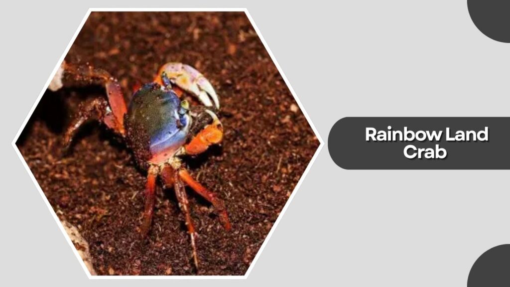 3. Rainbow Land Crab