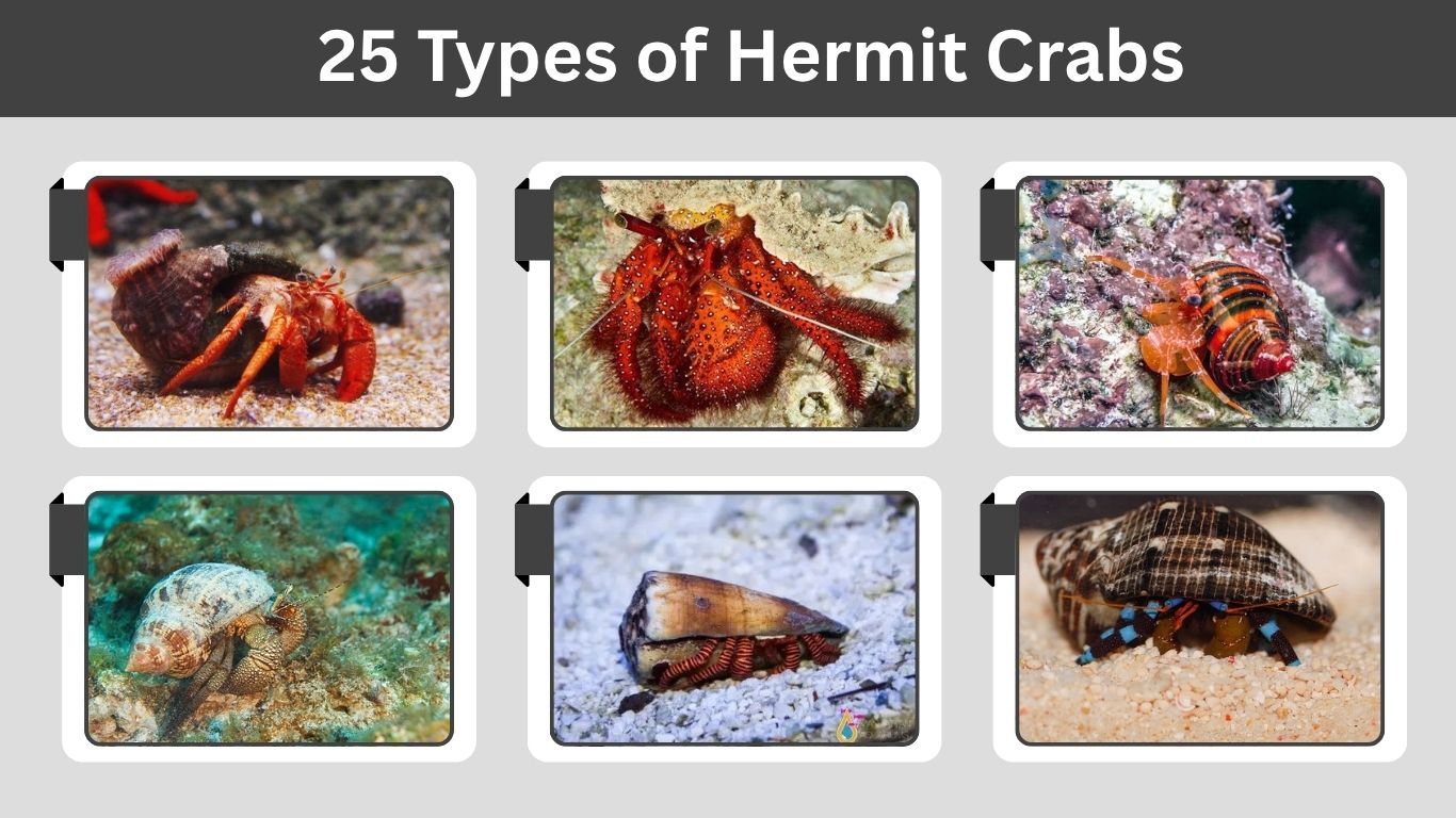 Ecuadorian Hermit Crab