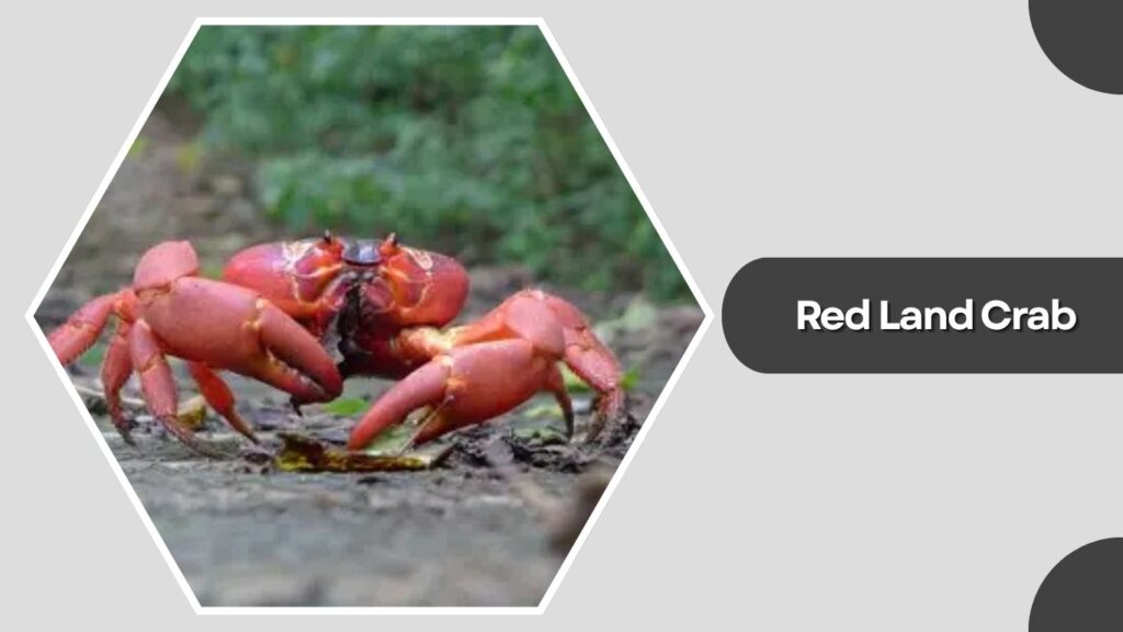 Red Land Crab