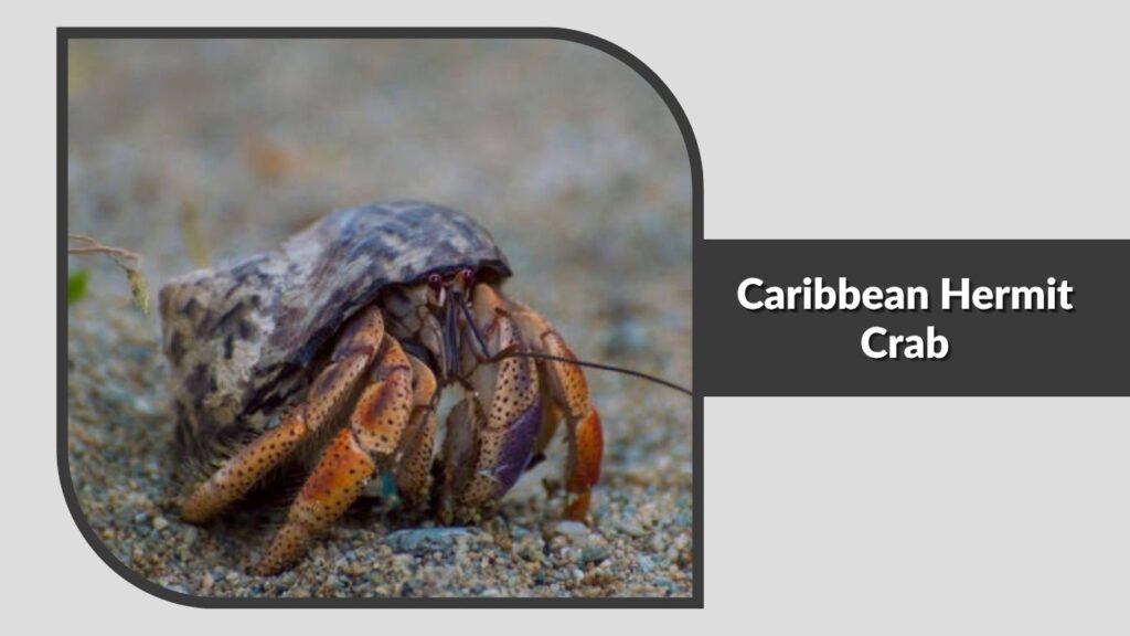 1. Caribbean Hermit Crab