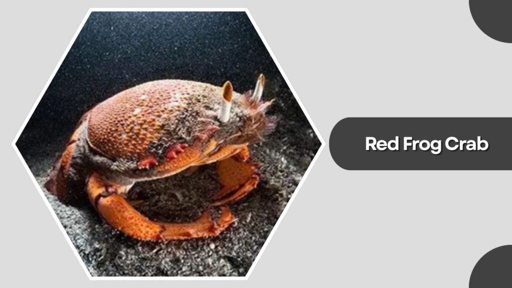 Red Frog Crab
