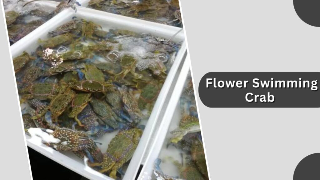 4. Flower Swimming Crab (Charybdis feriata)