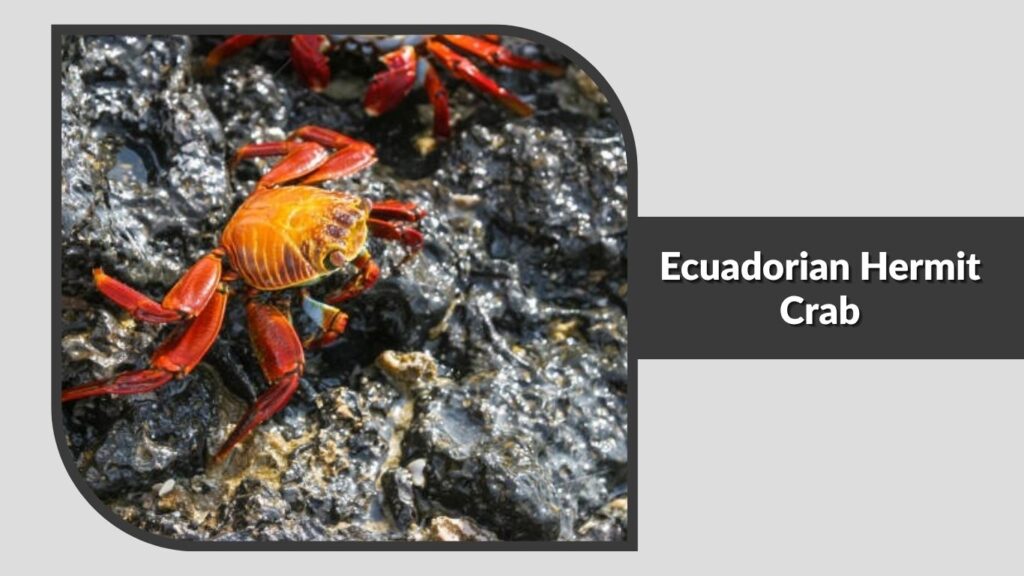 1. Caribbean Hermit Crab