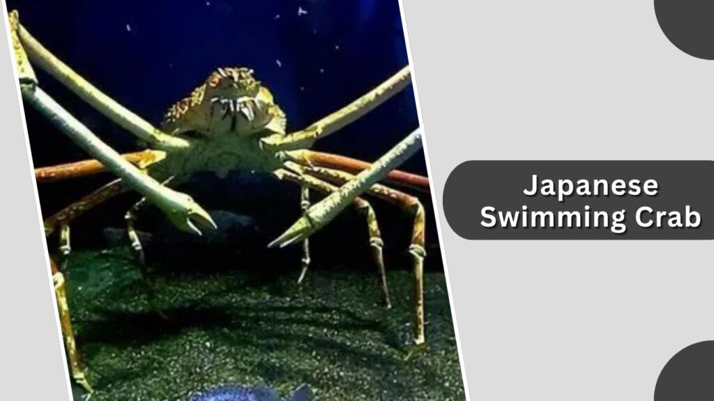 10 Types of Swimming Crabs: Species, Habitat, Size, Color, Id with Pictures