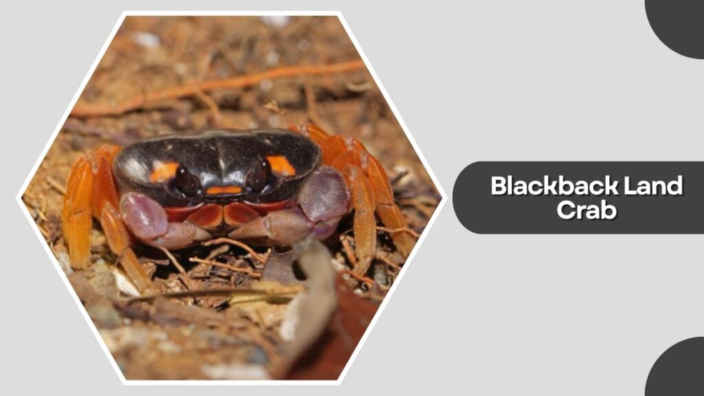 6. Blackback Land Crab