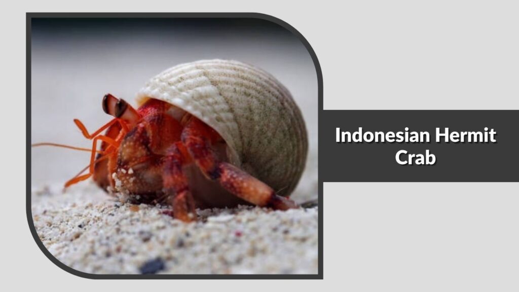 Indonesian Hermit Crab