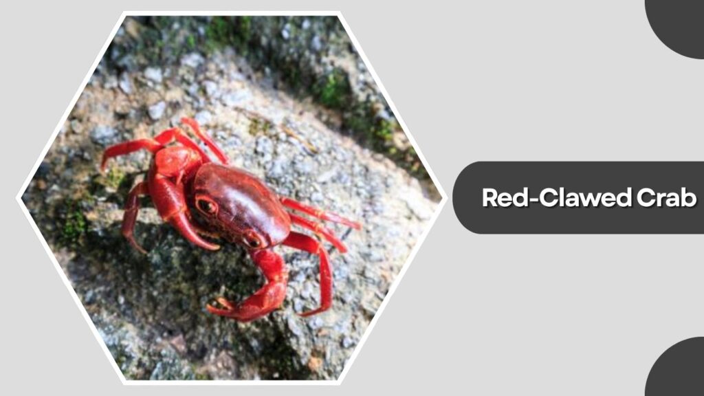 Red-Clawed Crab
