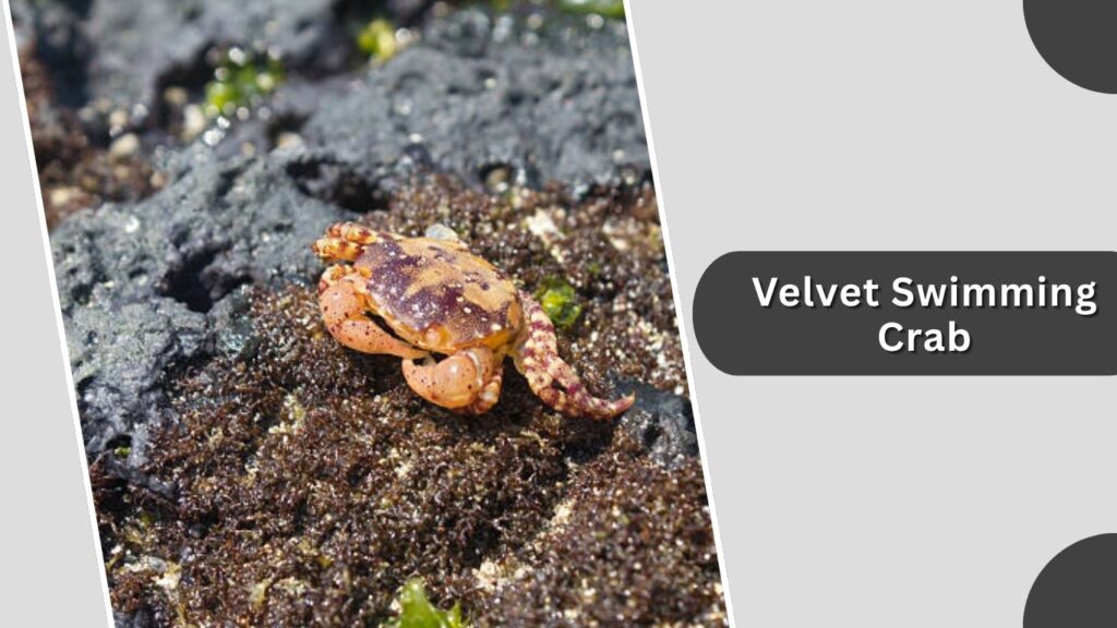 6. Velvet Swimming Crab (Necora puber)
