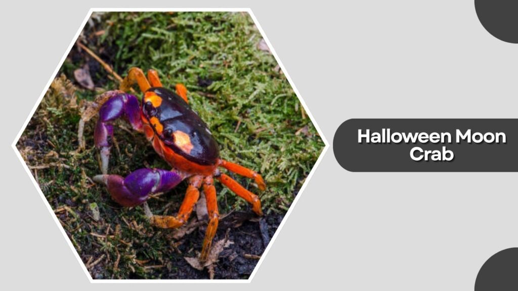 7. Halloween Moon Crab