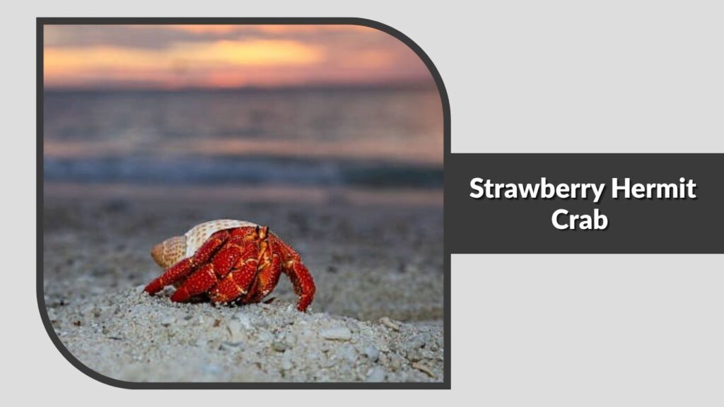Strawberry Hermit Crab