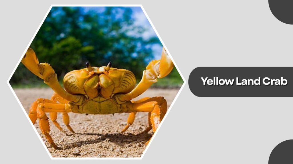 8. Yellow Land Crab
