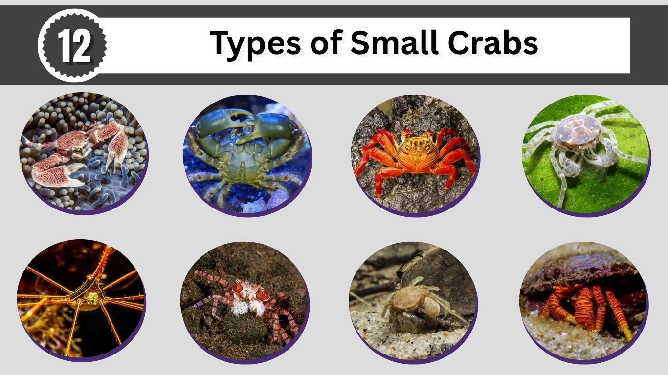 12 Types of Small Crabs: Identification, Habitat, and Facts