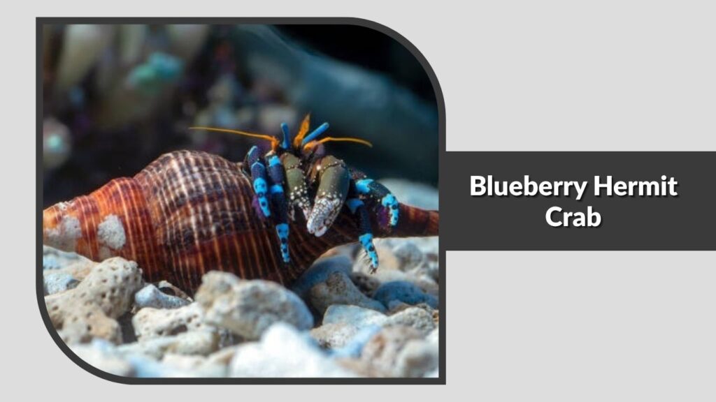 Blueberry Hermit Crab