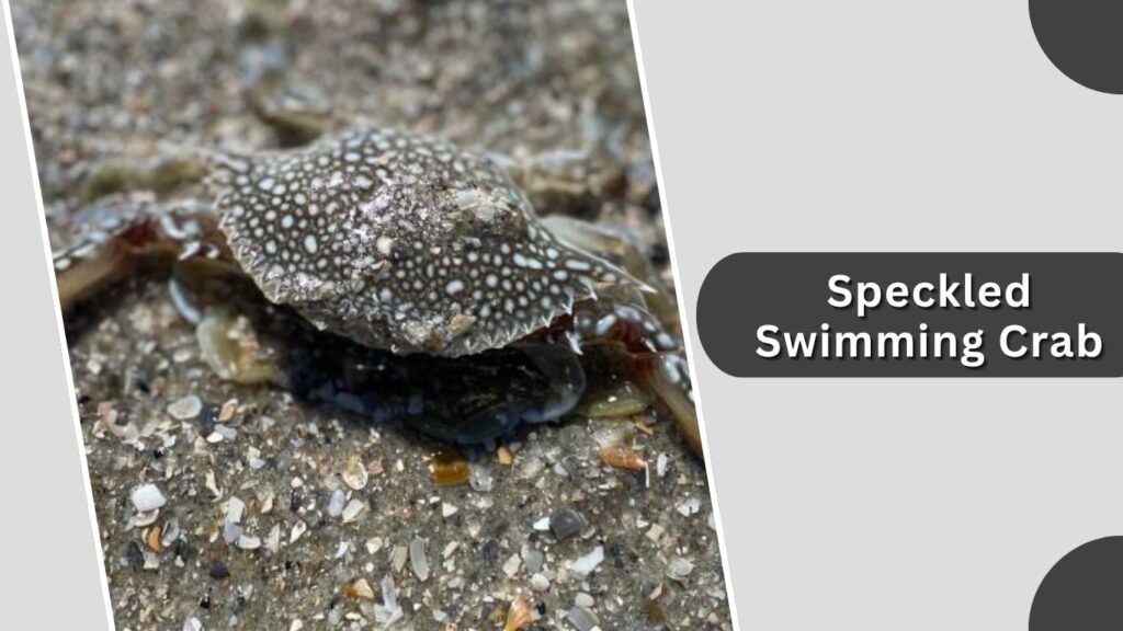 8. Speckled Swimming Crab (Arenaeus cribrarius)