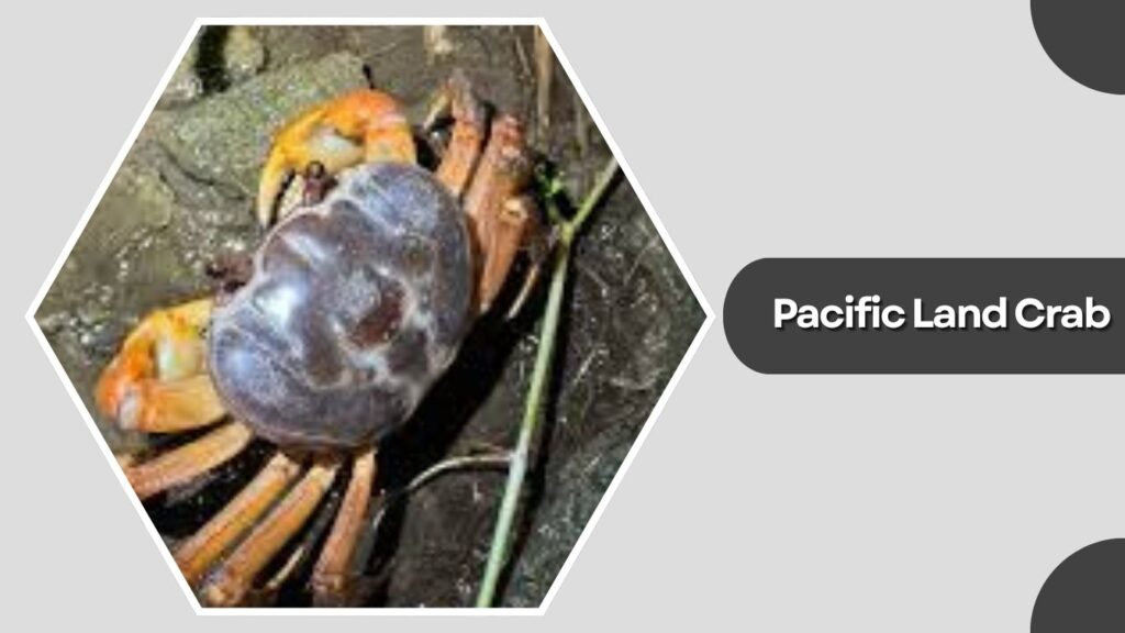 9. Pacific Land Crab
