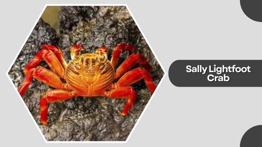Sally Lightfoot Crab