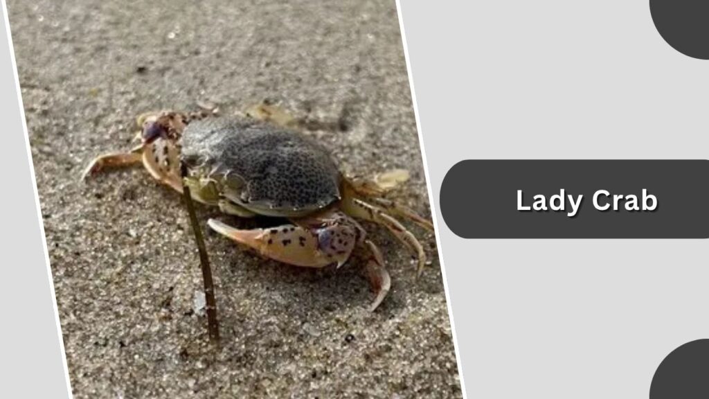 9. Lady Crab (Ovalipes ocellatus)