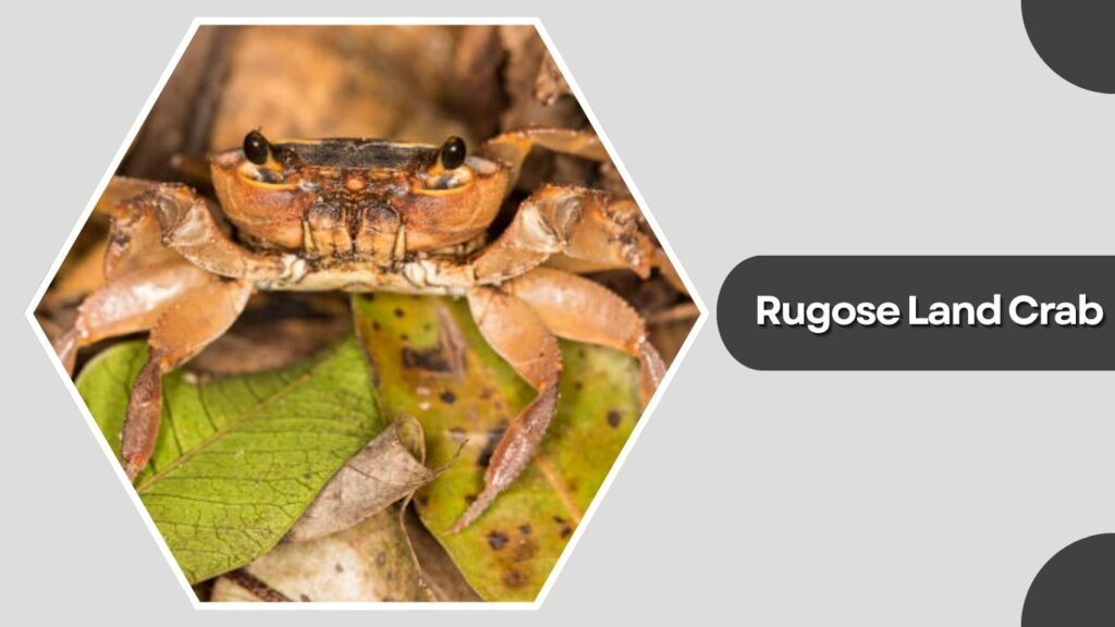 10. Rugose Land Crab