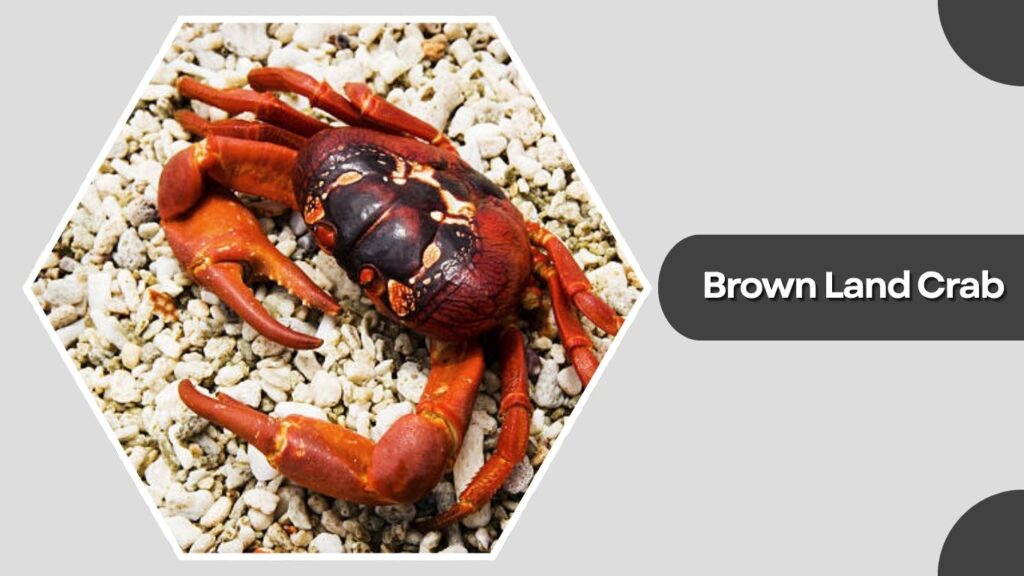 Brown Land Crab