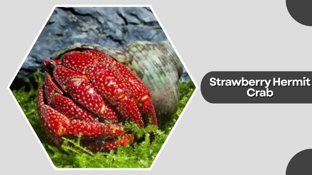 Strawberry Hermit Crab