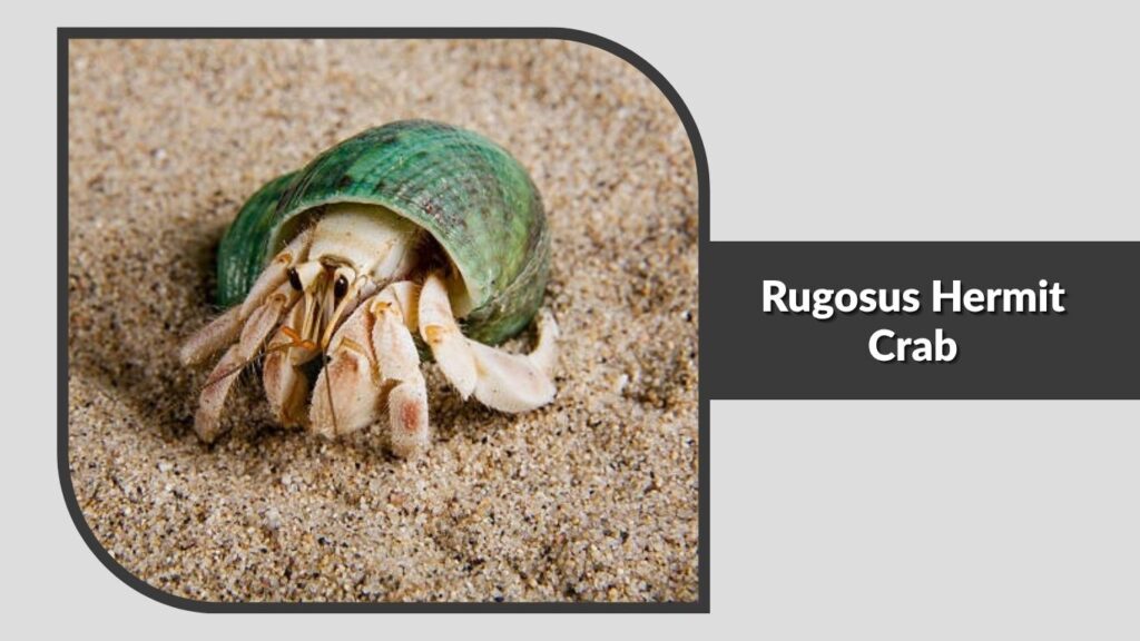 Rugosus Hermit Crab