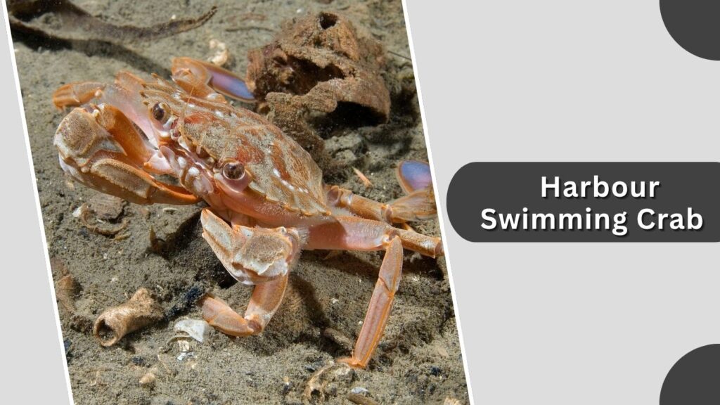 10. Harbour Swimming Crab (Polybius depurator)