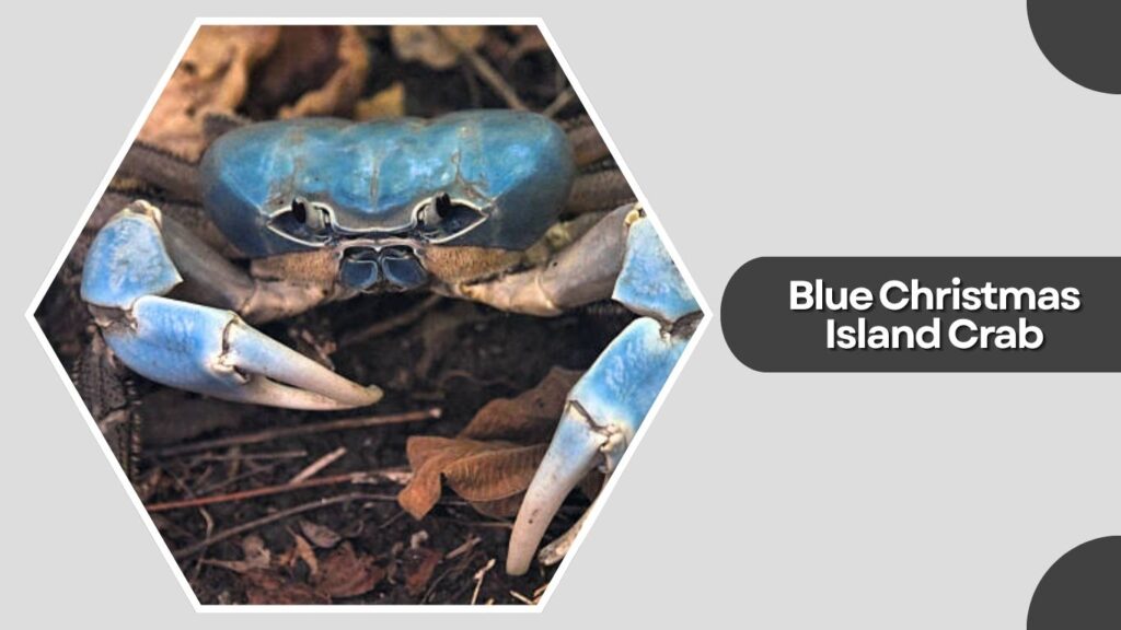  Blue Christmas Island Crab