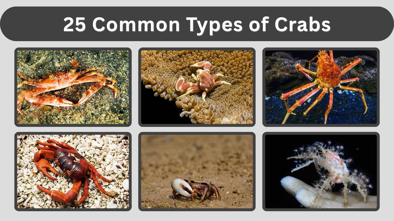 25 Common Types of Crabs: Identification, Habitat, and Facts