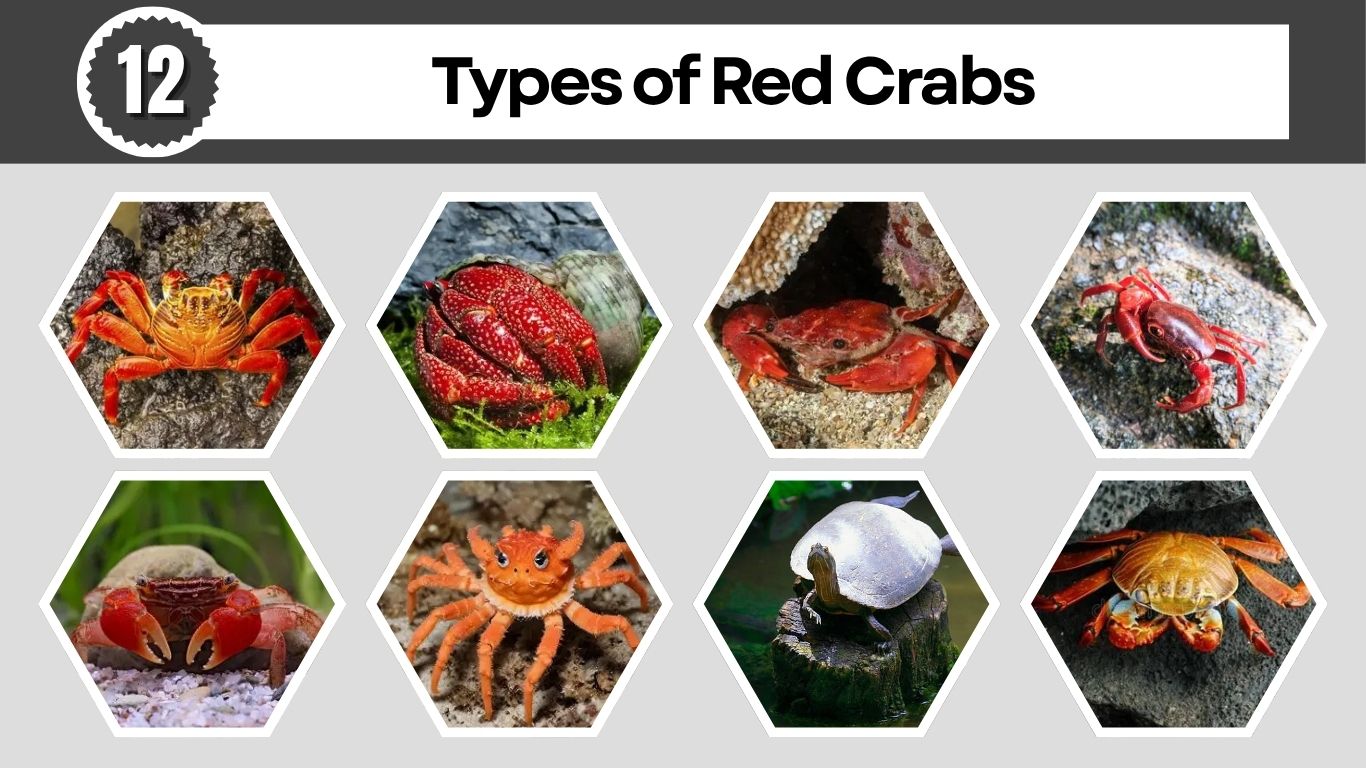 12 Types of Red Crabs: Identification, Habitat and Diet