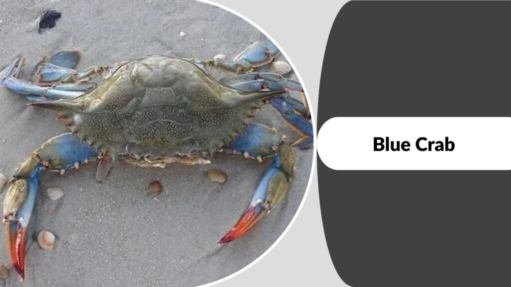 Blue Crab