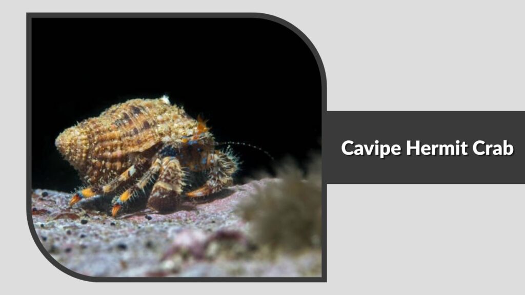 Cavipe Hermit Crab