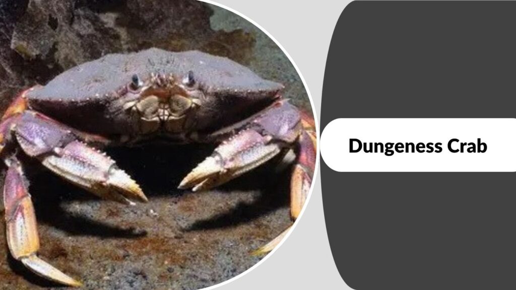 Dungeness Crab