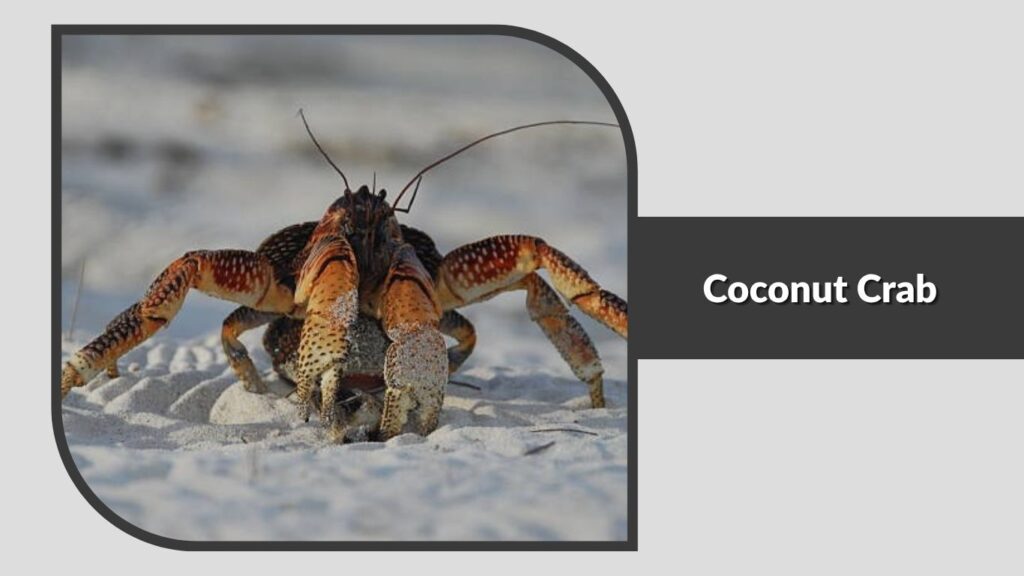 Coconut Crab
