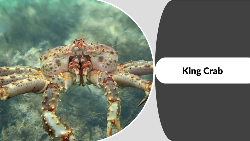 King Crab