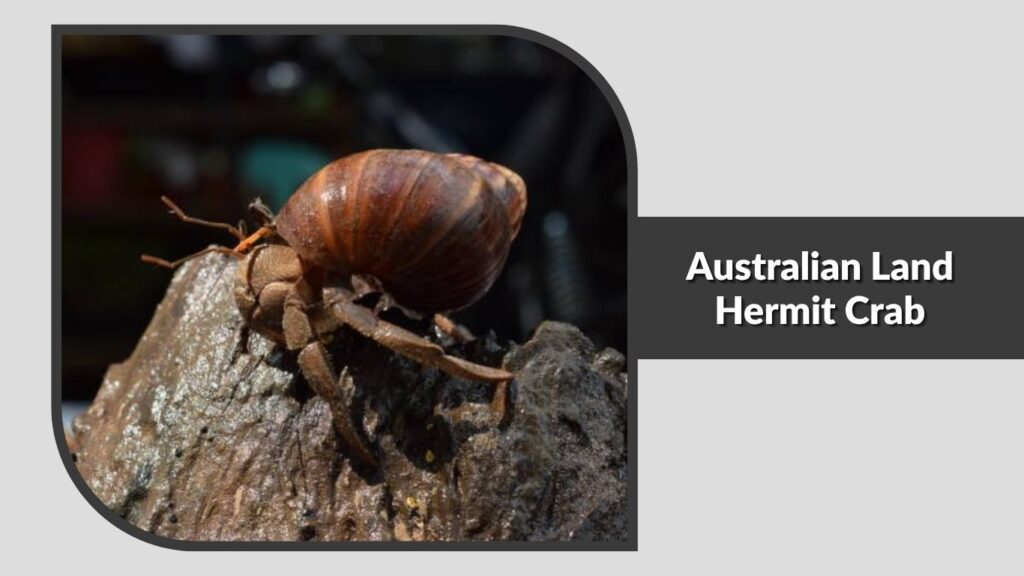 10. Australian Land Hermit Crab