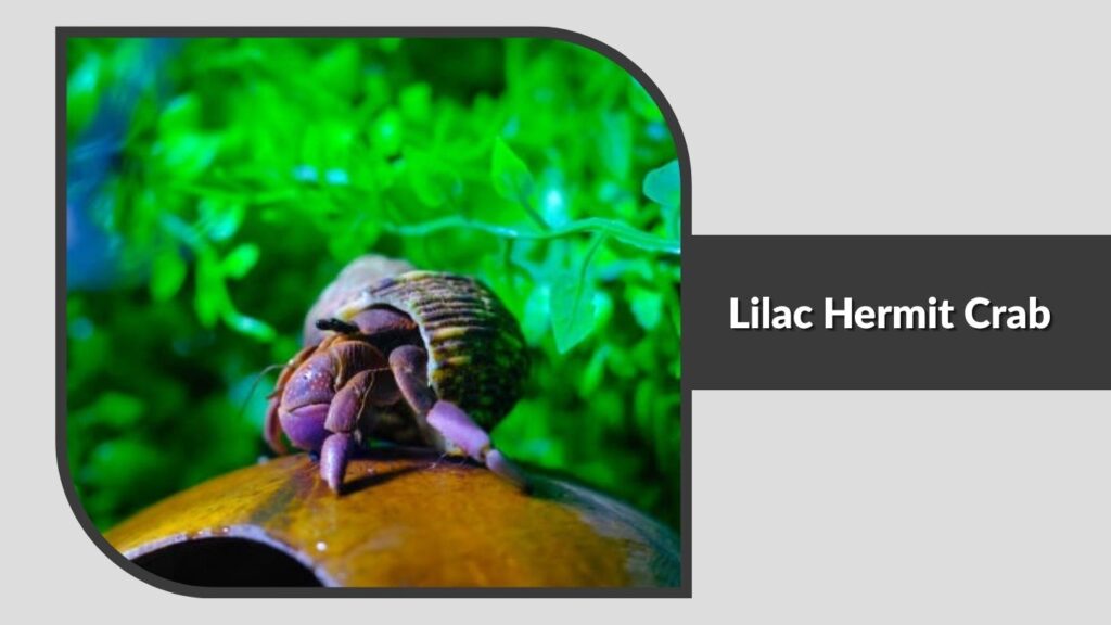 Lilac Hermit Crab