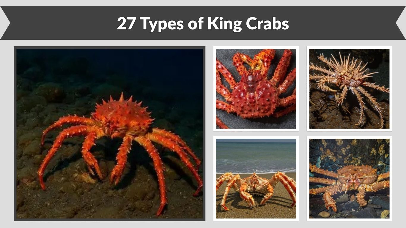 27 Types of King Crabs : Species, Habitat, Size, Color, Id with Pictures
