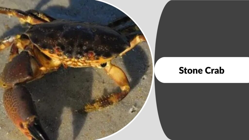 Stone Crab