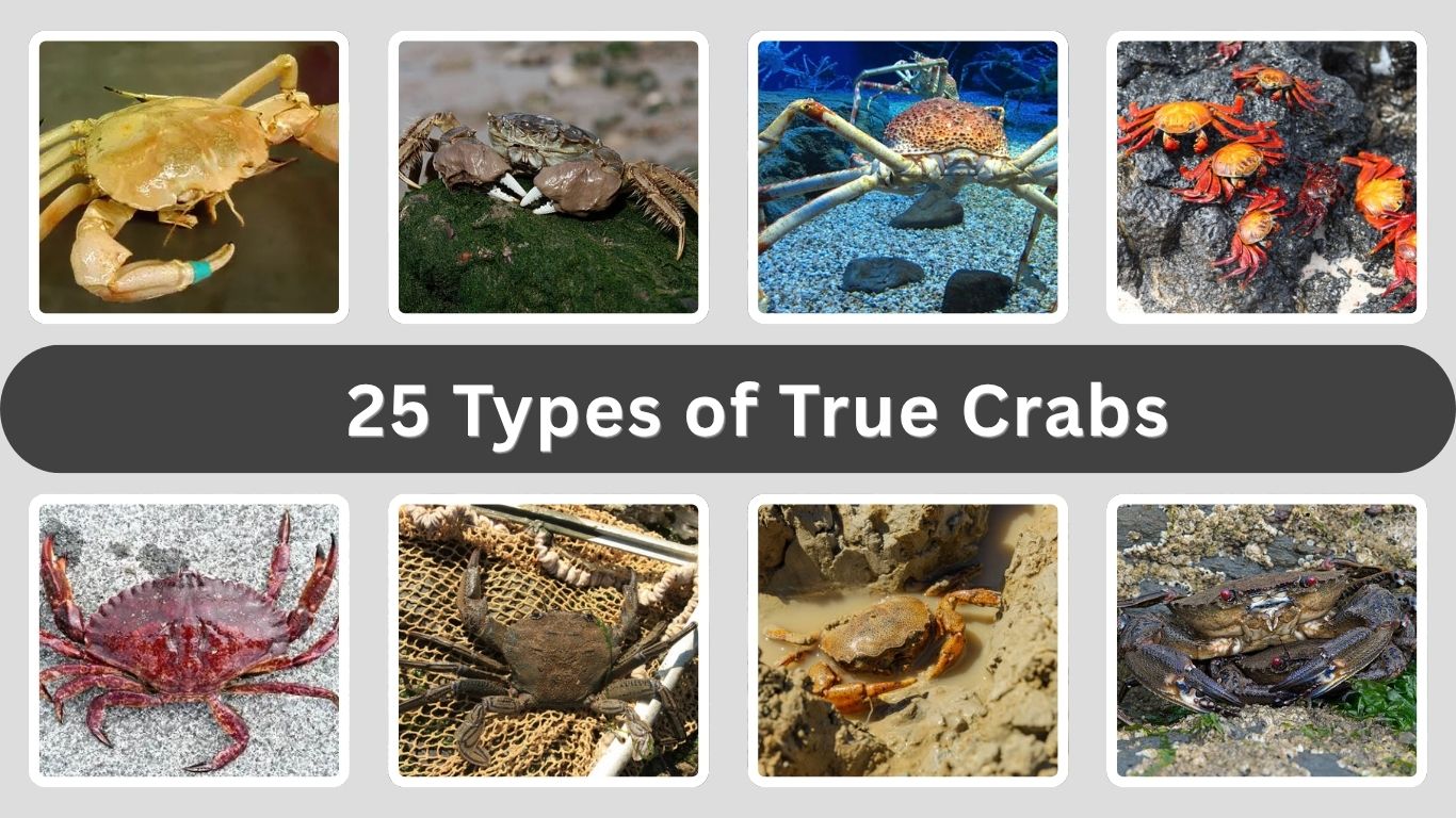 25 Types of True Crabs : Species, Habitat, Size, Color, Id with Pictures