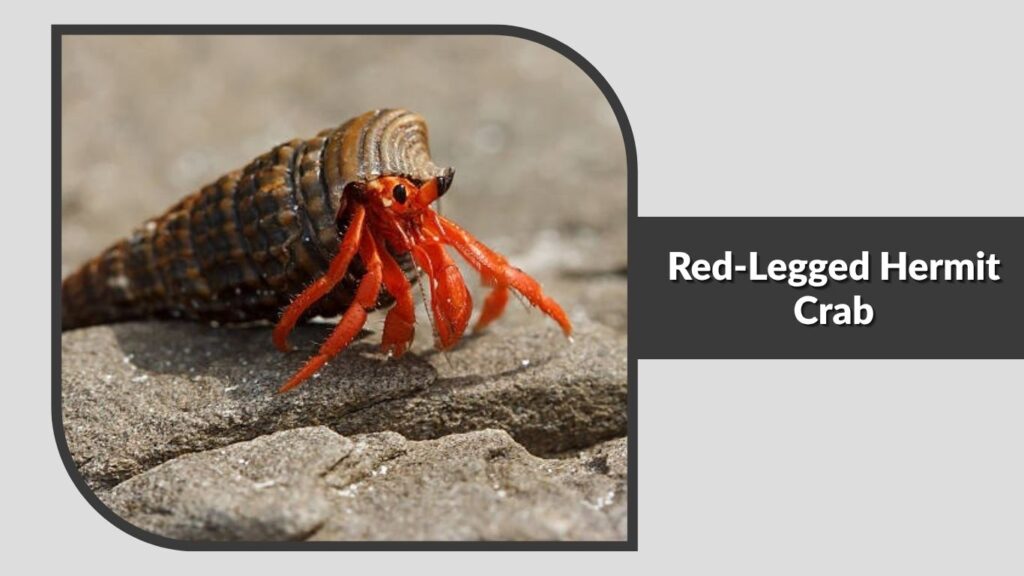 Red-Legged Hermit Crab