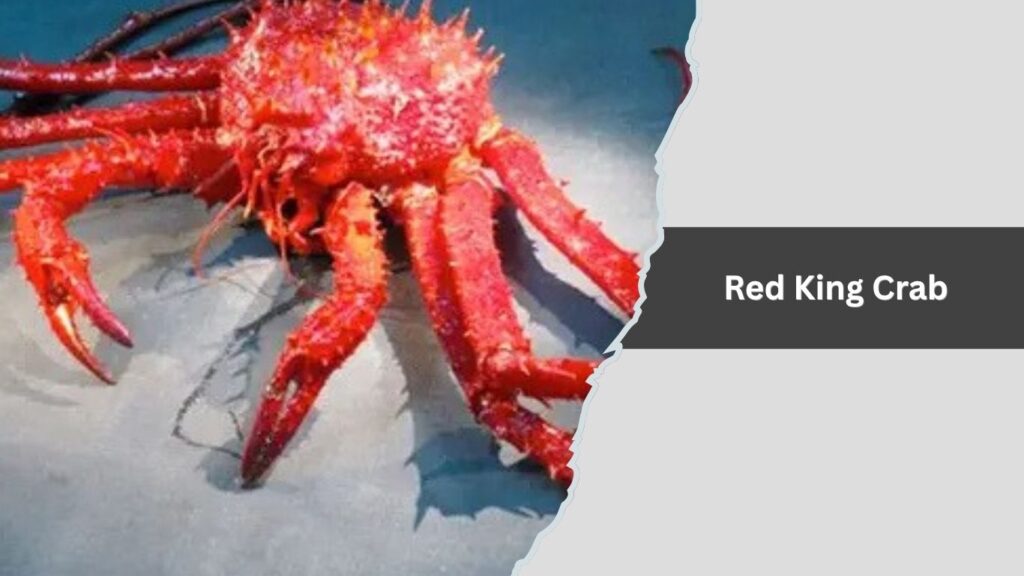 Red King Crab