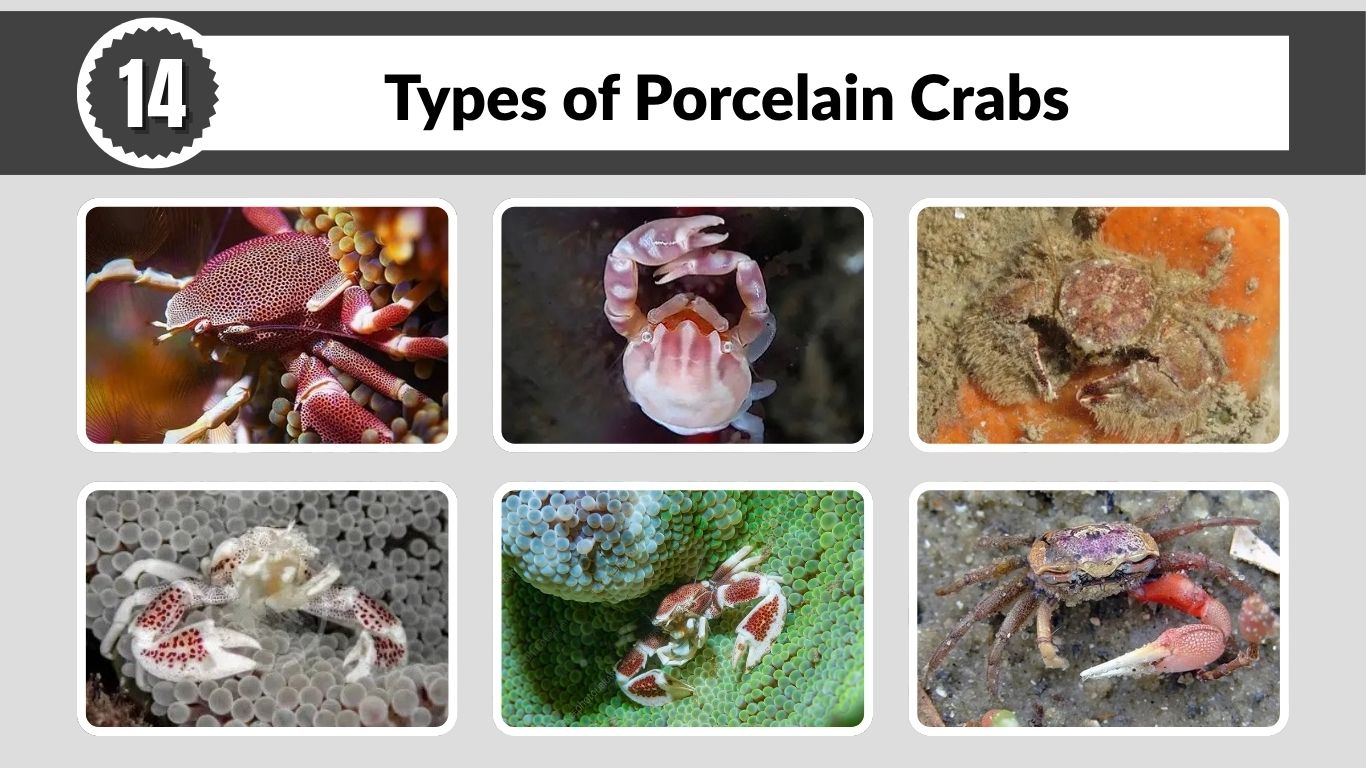 14 Types of Porcelain Crabs: Species, Habitat, Size, Color, Id with Pictures