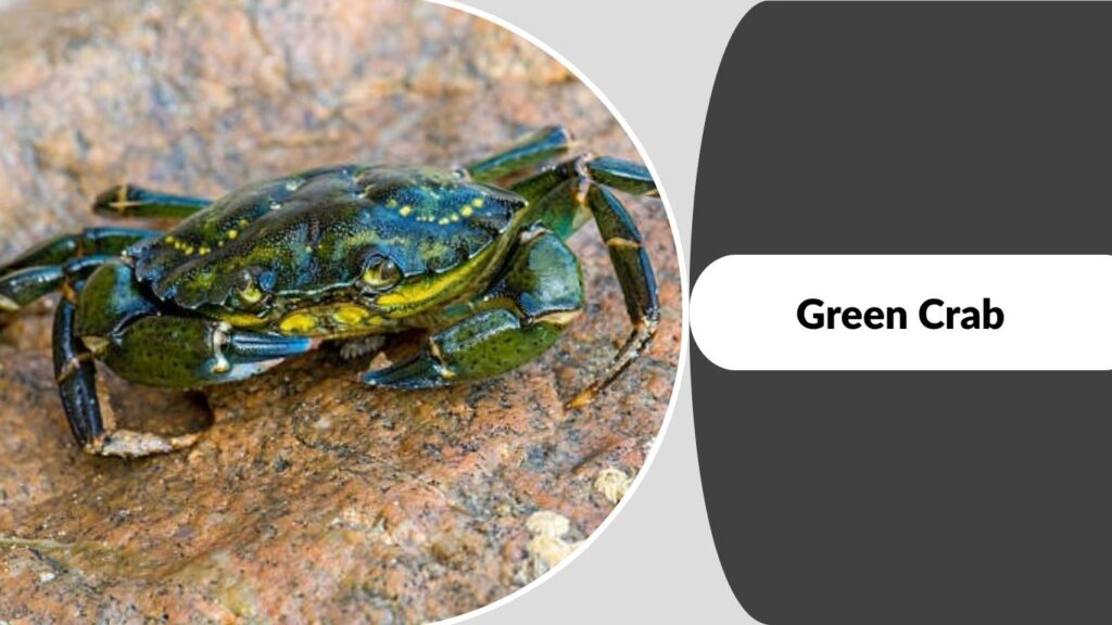 Green Crab