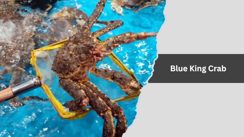 Blue King Crab