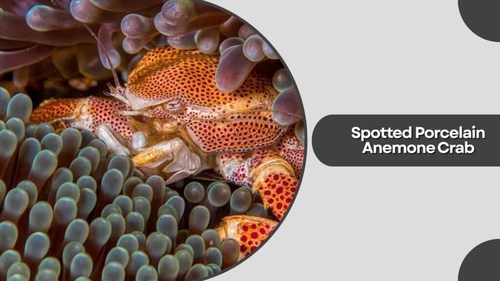 1. Spotted Porcelain Anemone Crab (Neopetrolisthes maculatus)