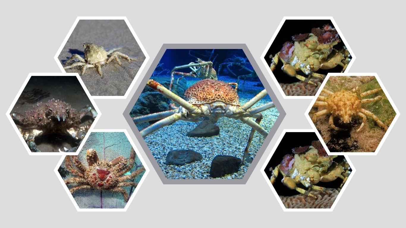 10 Types of Spider Crabs: Species, Habitat, Size, Color, Id with Pictures