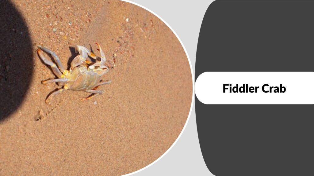 Fiddler Crab