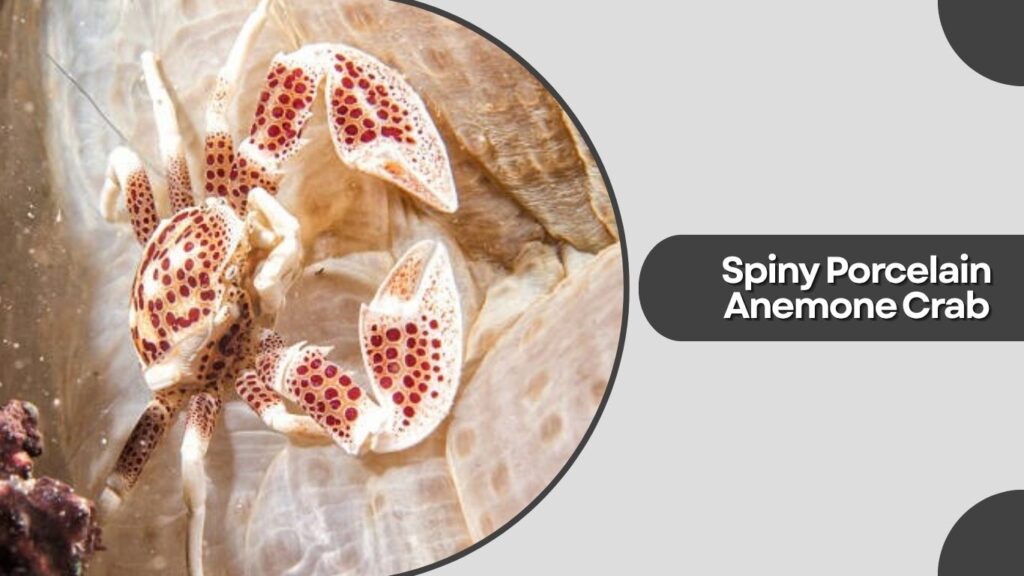 2. Spiny Porcelain Anemone Crab (Neopetrolisthes spinatus)