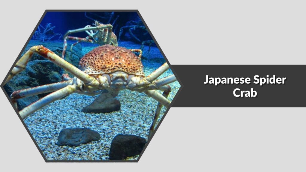 1. Japanese Spider Crab (Macrocheira kaempferi)