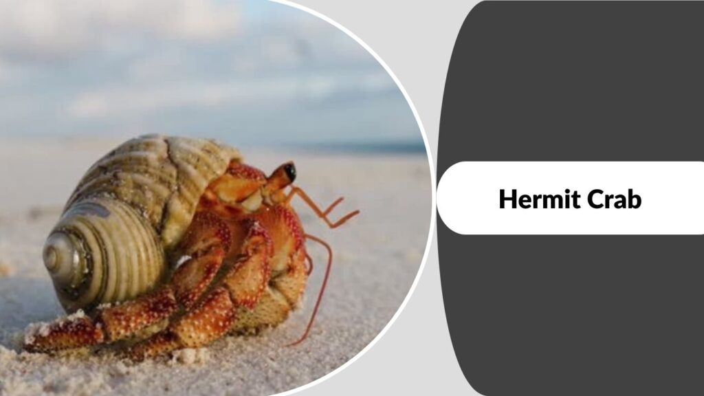 Hermit Crab